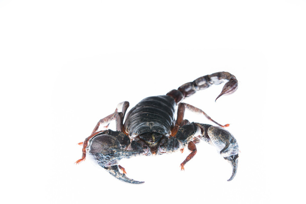 scorpion isolé sur blanc
 - Photo, image