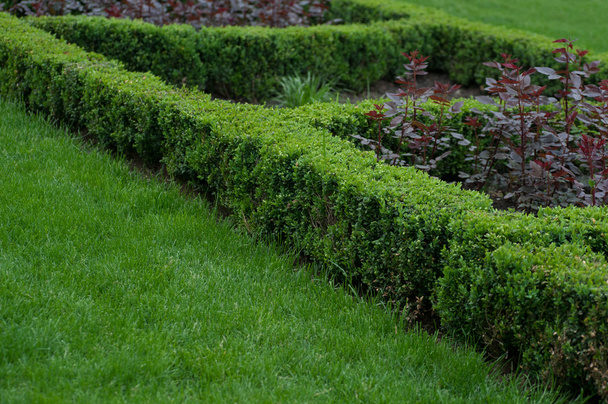 zelené bush zahradní prvek v letním parku - Fotografie, Obrázek