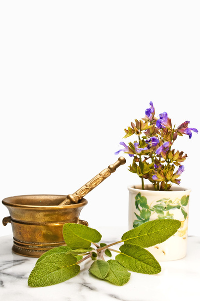 Sage leaves for medicinal use - Foto, Imagen