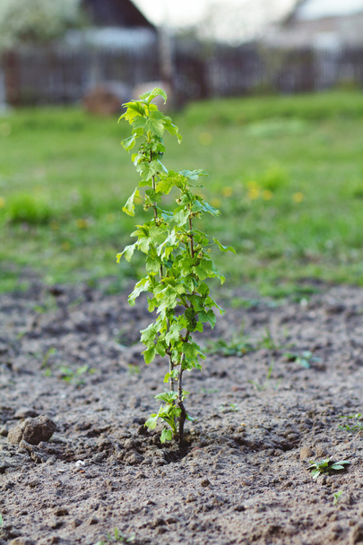Young black currant shoots - Photo, Image