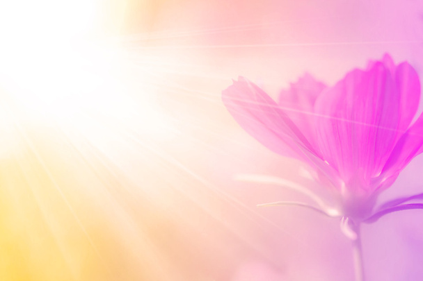 Όμορφα λουλούδια με μαλακή εστίαση φιλτράρεται χρώμα φόντου - Φωτογραφία, εικόνα