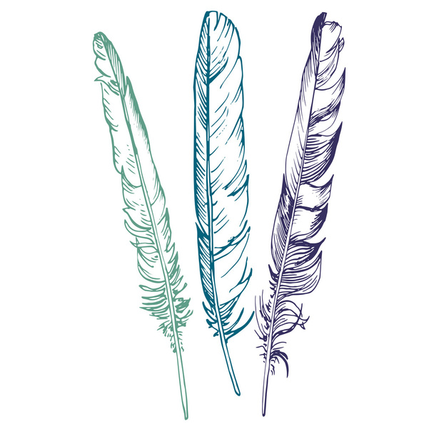 vector set of feathers - Vektor, Bild