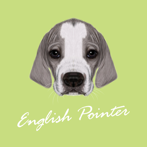 Vector Illustrated Portrait of English Pointer puppy. - Vector, Image
