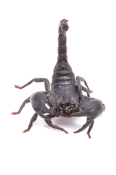 Heterometrus longimanus zpět scorpion. Veleštír císařský, Pandinus imperator.scorpion izolovat na bílém pozadí - Fotografie, Obrázek