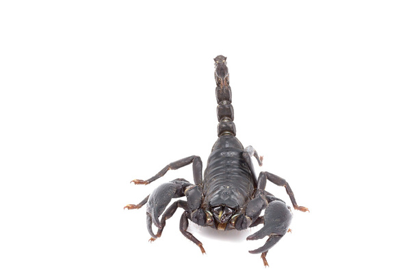 Heterometrus longimanus back scorpion.Emperador Escorpión, Pandinus imperator.scorpion aislado sobre fondo blanco
 - Foto, Imagen