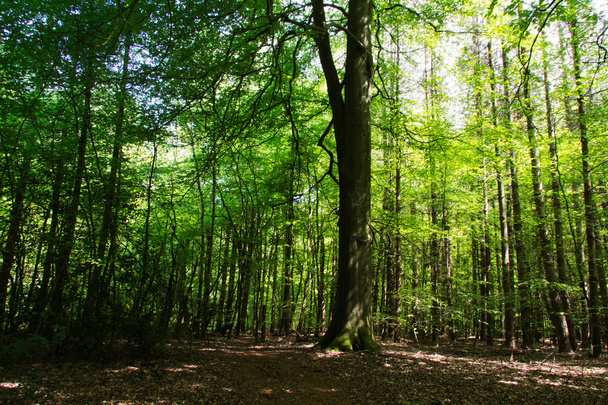 Olhando através das árvores em uma madeira inglesa
 - Foto, Imagem
