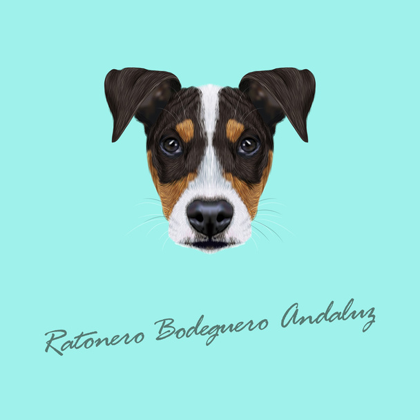 Vector ilustrado Retrato de Ratonero Bodeguero Andaluz perro
. - Vector, Imagen