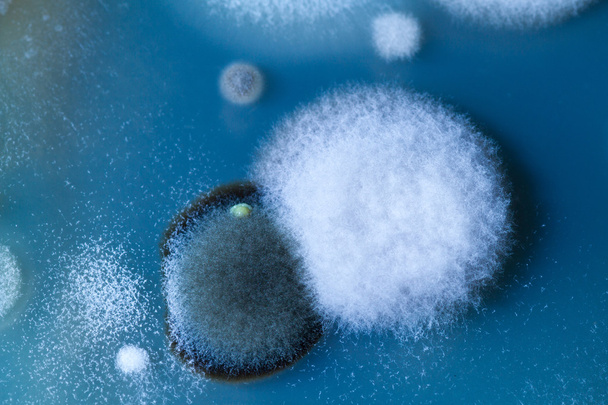 Μούχλα που αναπτύσσονται σε ένα τρυβλίο Petri - Φωτογραφία, εικόνα