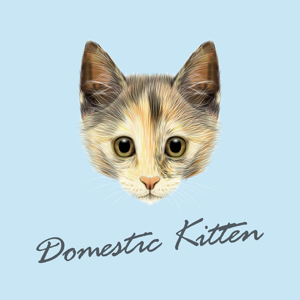 Retrato ilustrado vetorial de gato doméstico
. - Vetor, Imagem