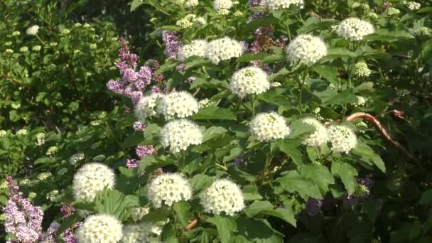 Small white flowers of spiraea. - Footage, Video