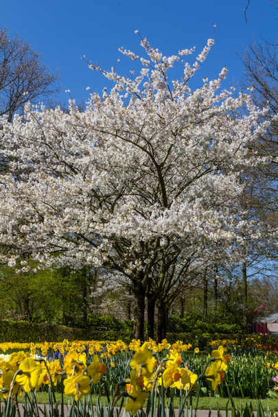 Primavera árbol de flor de cerezo
 - Foto, imagen