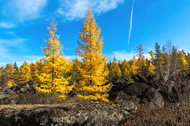 Yellowed larch in the woods - Fotoğraf, Görsel