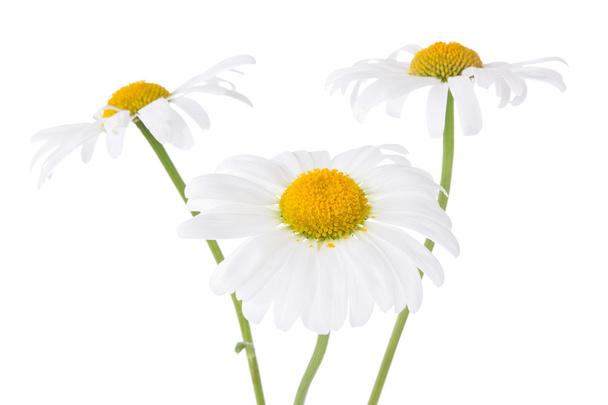 Three daisy flowers - Foto, afbeelding