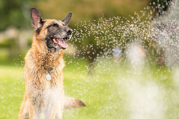 German Shepherd Dog Outside Playing In Water - Photo, Image