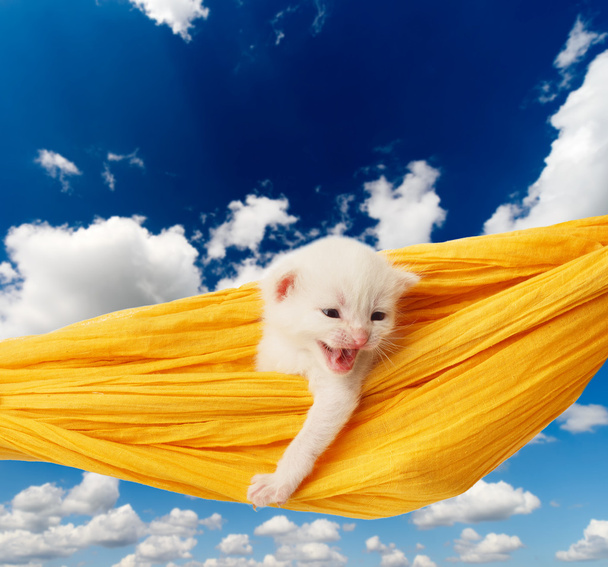 Lindo gatito blanco en hamaca en el cielo azul
 - Foto, Imagen
