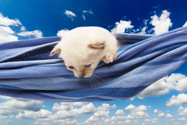 Cute White Kitten w hamaku izolowane na błękitne niebo - Zdjęcie, obraz