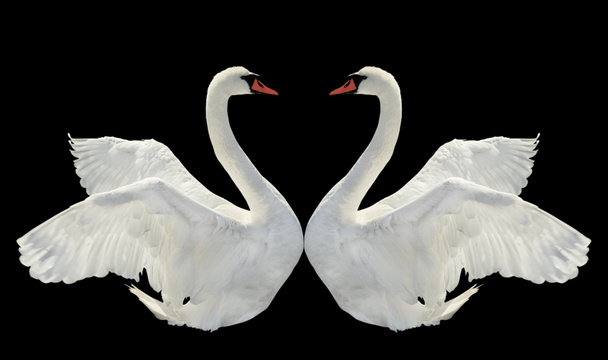 Two swans. - Photo, Image