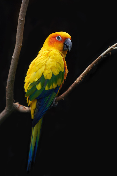 НД кільчаста папуга (Aratinga Сонячна) - Фото, зображення