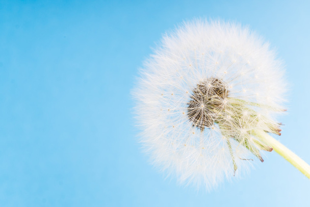 Dandelion abstract blue background. Shallow depth of field. - Photo, Image