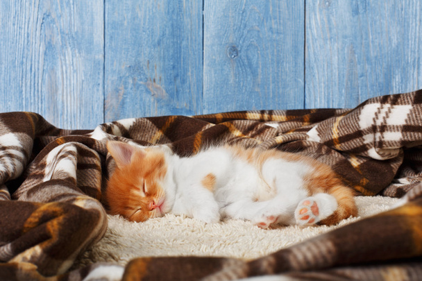 Czerwony pomarańczowy kociak śpi w niebieski drewno - Zdjęcie, obraz