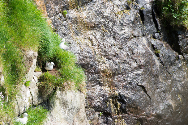 Nördlicher Fulmar sitzt auf Nest - Foto, Bild