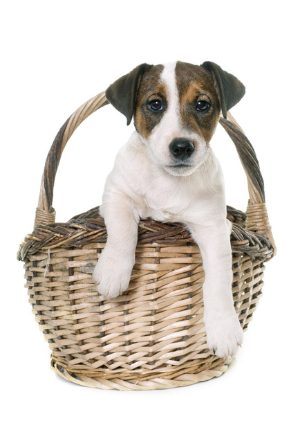 puppy jack russel terrier - Zdjęcie, obraz