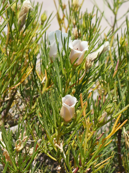 Alyogyne hakeifolia květ - Fotografie, Obrázek