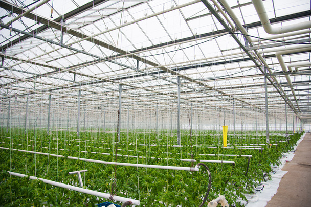 rajčata zrání ve skleníku - Fotografie, Obrázek