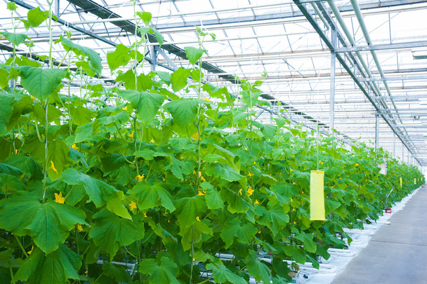 Cucumbers ripening in greenhouse - Foto, afbeelding