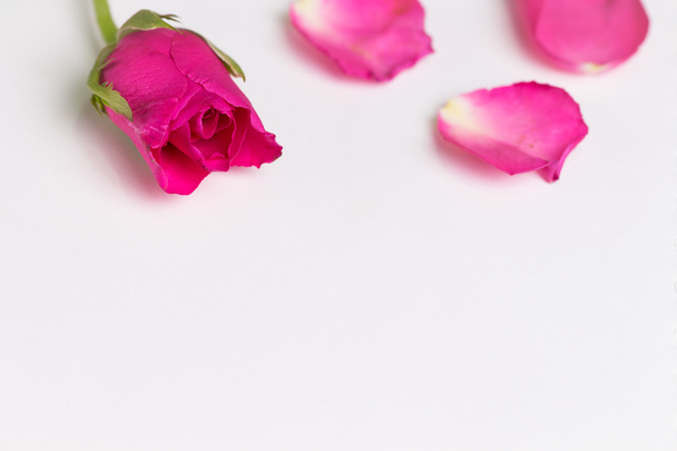 Rose rose et journal intime, Saint Valentin
 - Photo, image