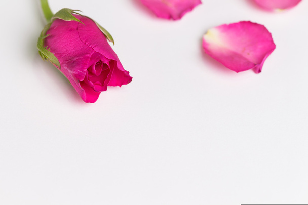 Pink rose and diary,valentines day - Φωτογραφία, εικόνα