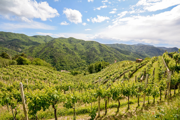 Dombos szőlőültetvényekre, a nyár elején Olaszországban, Európa - Fotó, kép