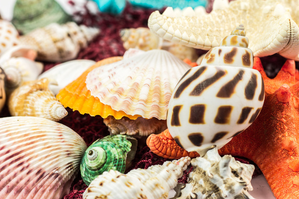 conchas marinas en la playa de arena
 - Foto, Imagen