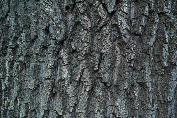 Ağaç kabuğu closeup arka plan dokusu - Fotoğraf, Görsel