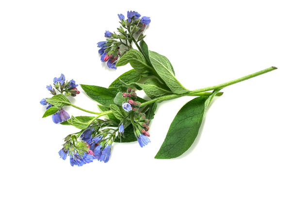Comfrey planta medicinal em um fundo branco
  - Foto, Imagem