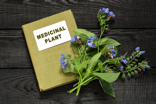 Medicinal plant comfrey and directory medicinal plant   - Photo, Image