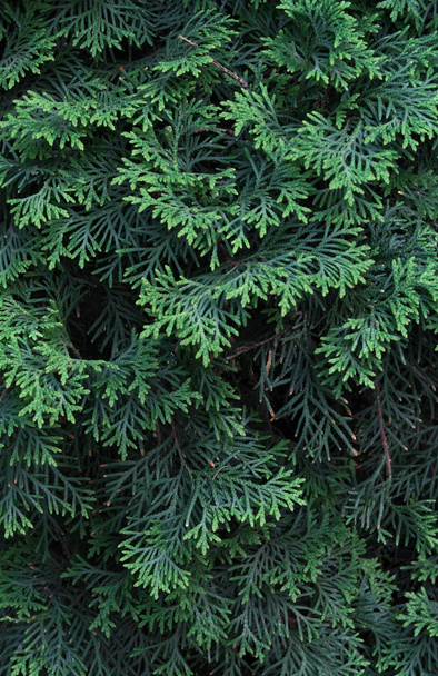 green thuja background - Foto, Imagen