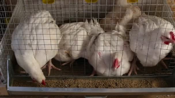 Βίντεο σε συνδυασμό μερικά κοτόπουλα τρώνε τροφή στο κλουβί στο αγρόκτημα - Πλάνα, βίντεο