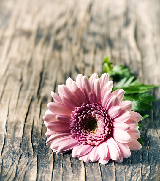 Beautiful pink gerbera flower. Toned image - Zdjęcie, obraz