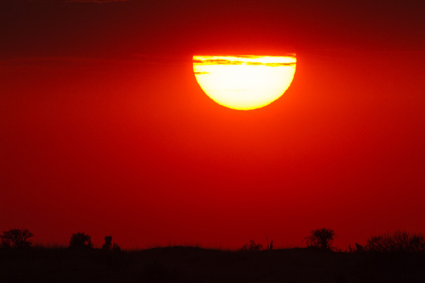 Beautiful sunset in Serengeti National Park - Fotoğraf, Görsel