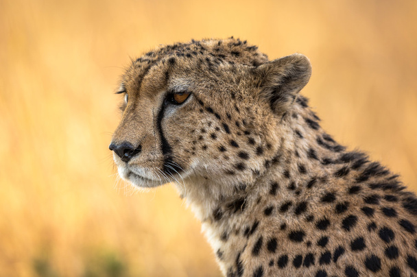 Beautiful Cheetah in Serengeti National Park - Photo, Image