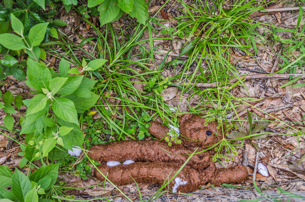 Medvěd, ztrácí svou nádivka - Fotografie, Obrázek