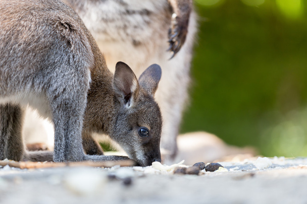 Gros plan d'un bébé Wallaby au cou rouge
 - Photo, image