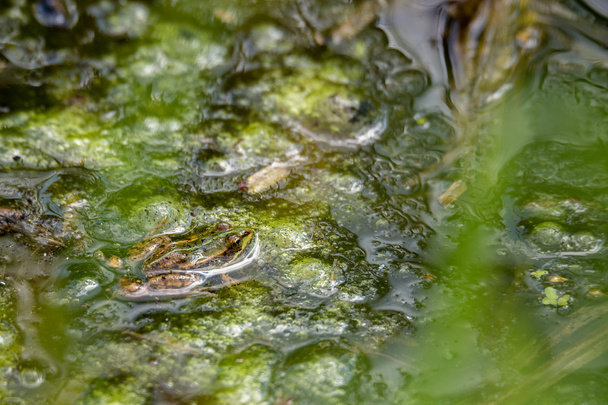 ідеально замаскована Їстівна жаба у воді
 - Фото, зображення