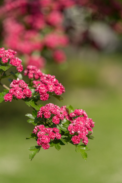 Flowers pink hawthorn. Tree pink hawthorn - Photo, Image