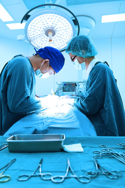 two veterinarian surgeons in operating room - Foto, Imagen