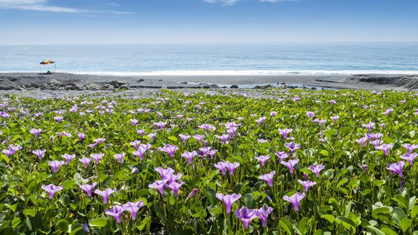 krásná květina pnk vedle pláže s barvou pěkné pozadí - Fotografie, Obrázek