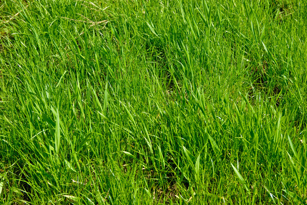 Green grass background - Foto, Imagem