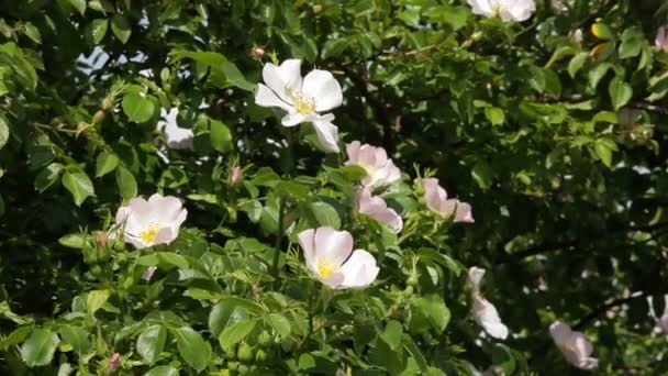 Bloemen van Hondsroos (rozenbottels) groeit in de natuur - Stock Video - Video