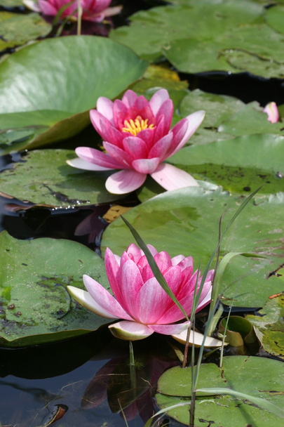 Water lily - Фото, изображение